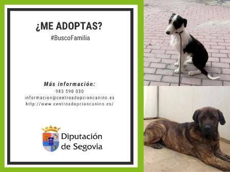 Imagen La Diputación impulsa la acogida y adopción de perros abandonados en la provincia