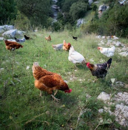Imagen El Gobierno relaja las restricciones por gripe aviar en zonas con menor riesgo