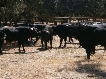 Imagen Erales Viernes 26