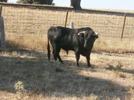 Imagen Novillo Sabado 27