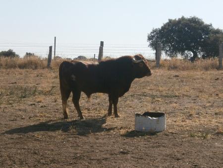 Imagen Novillo Sabado 27