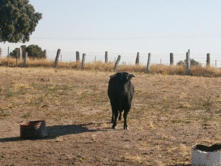 Imagen Novillo Sabado 27