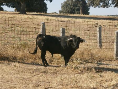 Imagen Novillo sobrero Sabado 27