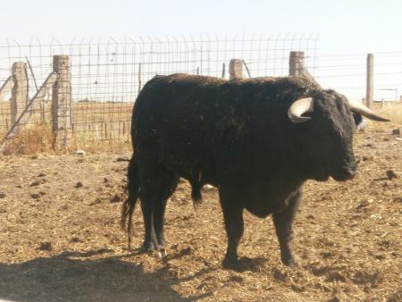 Imagen Toro Sabado 27