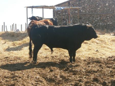 Imagen Toro Sabado 27