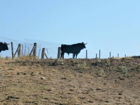 Imagen Toro Sabado 27