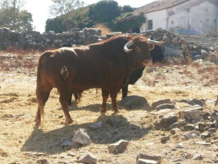 Imagen Toro sobrero Sabado 27