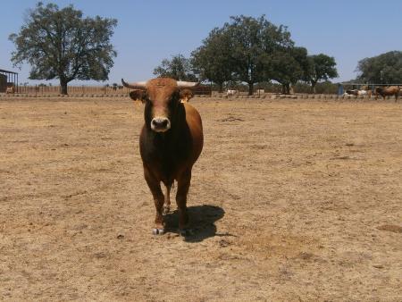 Imagen Novillo 1 Domingo 28