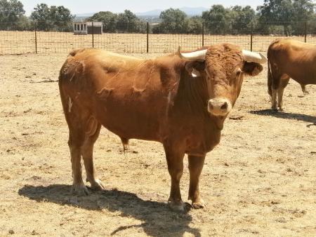 Imagen Novillo 2 Domingo 28