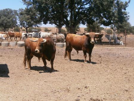 Imagen Novillo 3 y 4 Domingo 28