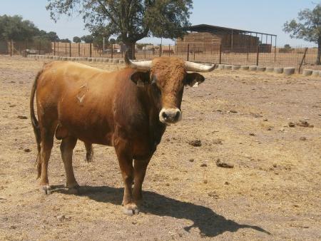 Imagen Novillo 5 Domingo 28