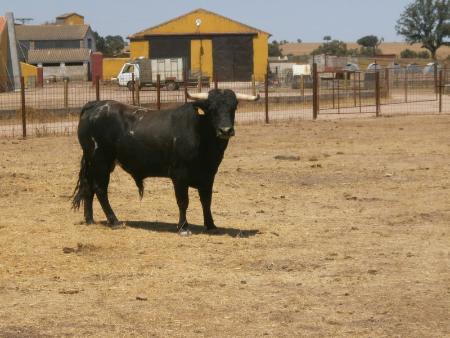 Imagen Novillo 6 Domingo 28