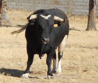 Imagen CARTELES TAURINOS FIESTAS DE TOROS 2013